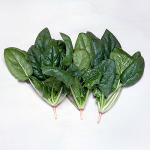  a_ zE\E @@ ق񂻂@EB^[xXg@1L