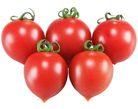 たね 大和農園 トマト とまと　サブレ　小袋