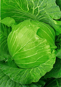  lA Lxc × ׂ@ΐH@20ml