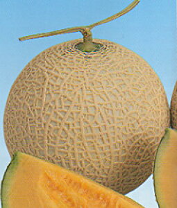  lA @UA-504(~^Cv) 100