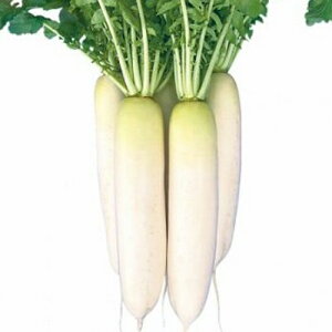  lA _CR 卪 @Ձ@R[g5000