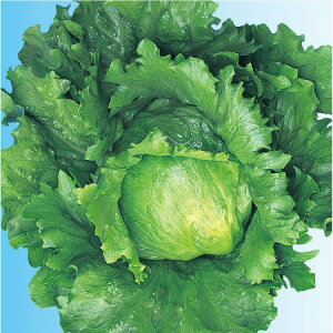  lA ʃ^X@LXp[@R[g5000