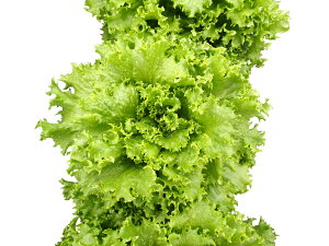  lA O[[t ^X@VtHO[ R[g5000