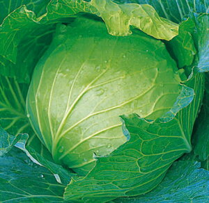  lA Lxc ׂ ×@qbg@20ml