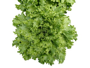  lA O[[t ^X@ rAJ R[g5000