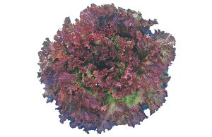  lA [t^X@ӒT[tbh@R[g5000