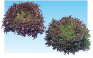  lA bh t ^X@nTbh1@LR[g 5000 ʐ^