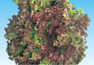  lA bh [t ^X@nEbh@LR[g 5000