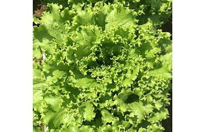  lA O[[t ^X@ O[} R[g5000