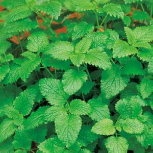  n[uEo[im}nbJj 1܁y^LCcz