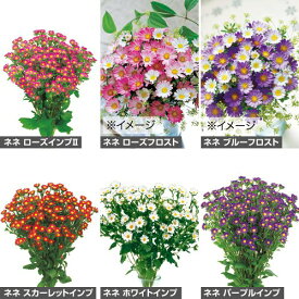 種 アスター ネネ色別（花タネ）セット 1組【タキイ種苗公式】春まき 秋まき