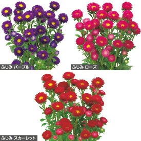 種 アスターふじみ系（花タネ）セット 1組【タキイ種苗公式】春まき 秋まき