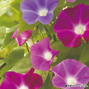  iATKIj_p 1܁y^LCczt܂