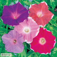 種 朝顔（アサガオ） サンスマイル混合（矮性種 ） 1袋【タキイ種苗公式】春まき