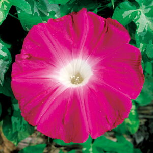  iATKIj ̍g 1܁y^LCczt܂