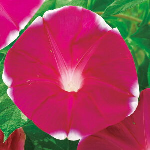  iATKIj ̋ 1܁y^LCczt܂