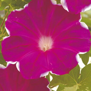  iATKIj g 1܁y^LCczt܂