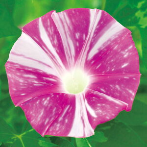  iATKIj ̋P 1܁y^LCczt܂