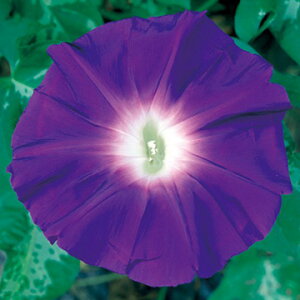  iATKIǰ 1܁y^LCczt܂