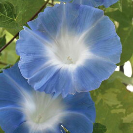 楽天市場 日本朝顔 種の通販