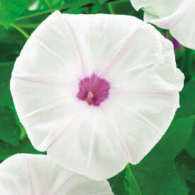 楽天市場 日本朝顔 種の通販