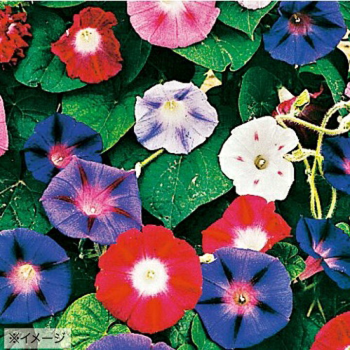 楽天市場 タキイ種苗 草花 種子 朝顔 イポメア アサガオ 西洋朝顔 ミックス タネのタキイ 楽天市場店