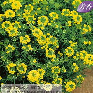 種 アリッサム マウンテンゴールド 1袋【タキイ種苗公式】秋まき