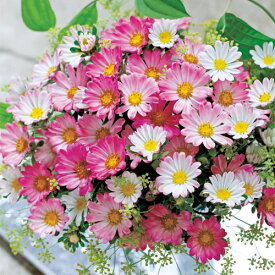楽天市場 花の種子 種類 植物 アスター 種子 ガーデニング 農業 花 ガーデン Diyの通販