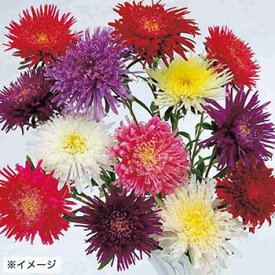 種 アスター スイスターミックス 1袋【タキイ種苗公式】春まき 秋まき