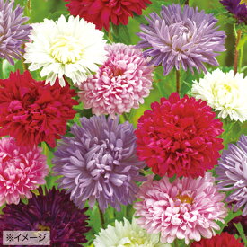 楽天市場 花の種子 種類 植物 アスター 種子 ガーデニング 農業 花 ガーデン Diyの通販 楽天市場 花の種子 種類 植物 アスター 種子 ガーデニング 農業 花 ガーデン Diyの通販