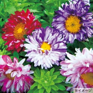  AX^[ VCXgCv ~bNX 1܁y^LCczt܂ H܂