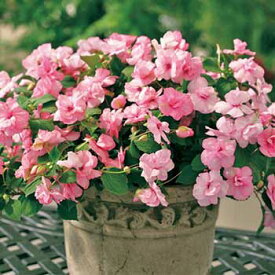 種 インパチェンス F1アテナアップルブロッサム 1袋【タキイ種苗公式】春まき