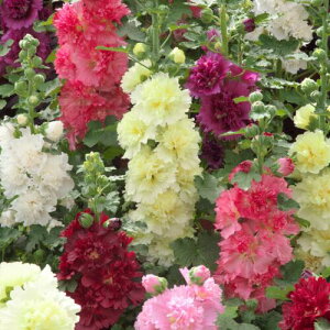  AZAEXvOZueB[Y@~bNX 1܁y^LCczt܂