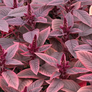  A}TX xxbgJ[e 1܁y^LCczt܂