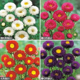 種 アスターくれない系（花タネ）セット 1組【タキイ種苗公式】春まき 秋まき