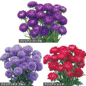 種 アスターブリリアン（花タネ）セット 1組【タキイ種苗公式】春まき 秋まき