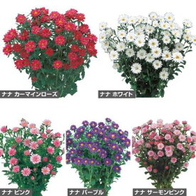 種 アスターナナ色別（花タネ）セット 1組【タキイ種苗公式】春まき 秋まき