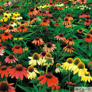  GLiZA VCAXsbg 1܁y^LCczt܂ H܂