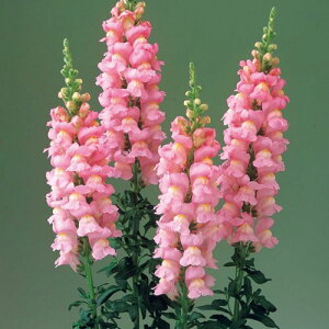  iLM\EjF1WF sN 1܁y^LCczH܂