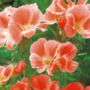  Sf`iC}cCOTj~X 1܁y^LCczH܂