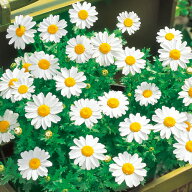 種 クリサンセマム パルドサム スノーランド 1袋【タキイ種苗公式】秋まき