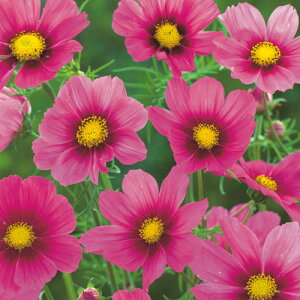 �� �R�X���X �x���T�C�� 1�܁y�^�L�C��c�����z�t�܂�