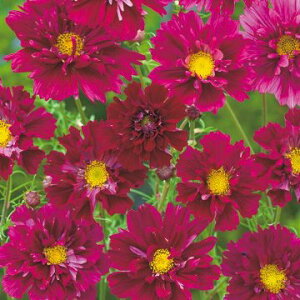 �� �R�X���X �_�u���N���b�N�N�����x���[ 1�܁y�^�L�C��c�����z�t�܂�