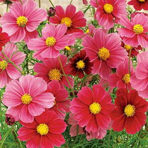 �� �R�X���X �A���e�B�L�e�B 1�܁y�^�L�C��c�����z�t�܂�