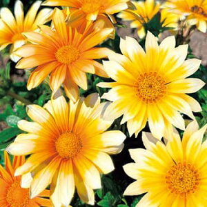  KUjAEF1Uj[ Tj[TChAbv 1܁y^LCczt܂ H܂