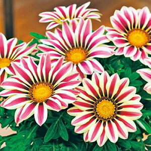  KUjA F1rbOLXzCgt[ 1܁y^LCczt܂ H܂