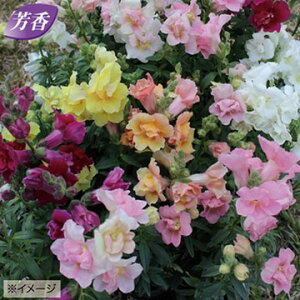  iLM\EjF1cB[j[ ~bNX 1܁y^LCczH܂