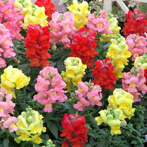  iLM\E) F1|bvAbv JXP[huh 1܁y^LCczH܂