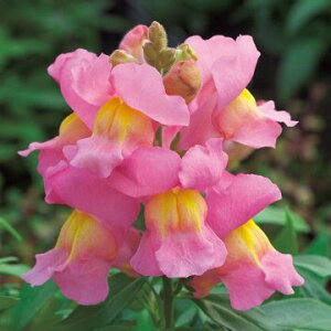  iLM\EjF1|bvAbv sN 1܁y^LCczH܂