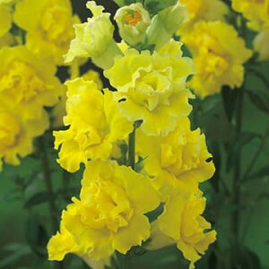  EF1uXg CG[ 1܁y^LCczH܂